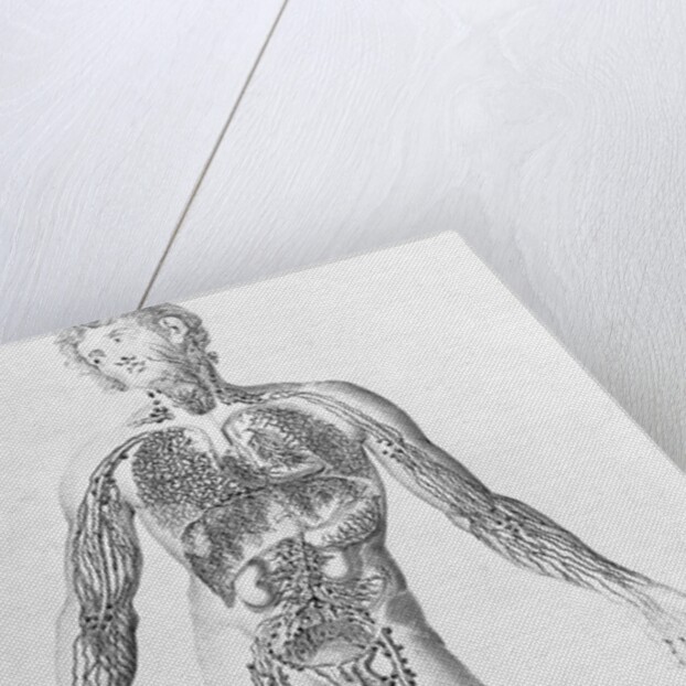 Diagram Depicting Blood Vessel Distribution by Anonymous