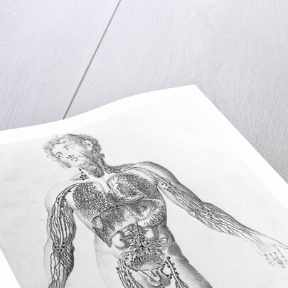 Diagram Depicting Blood Vessel Distribution by Anonymous