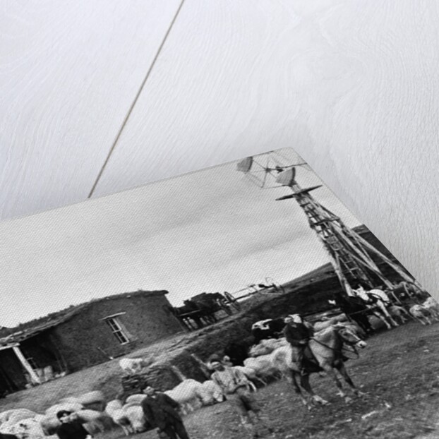 Sheep Farm in American West by Anonymous
