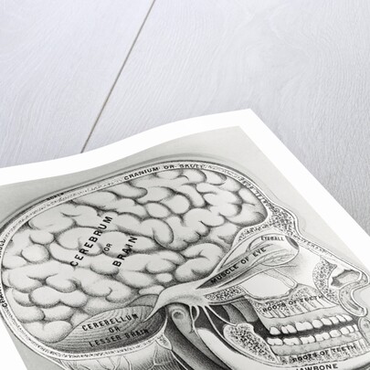 Cross Section Picture of the Human Brain by Anonymous