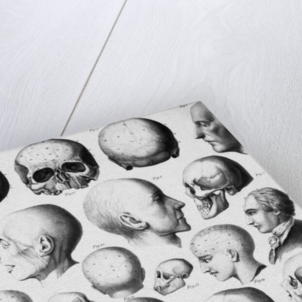 Various Skull Forms by Anonymous