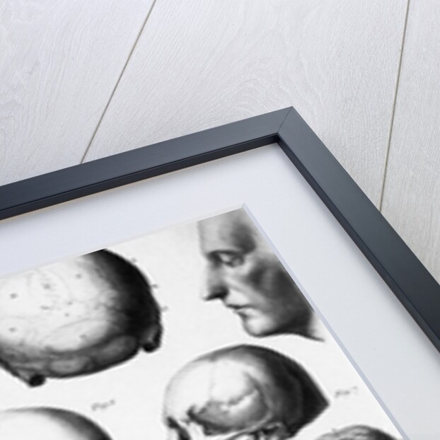 Various Skull Forms by Anonymous
