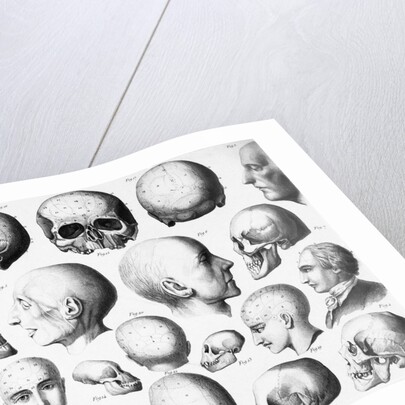 Various Skull Forms by Anonymous