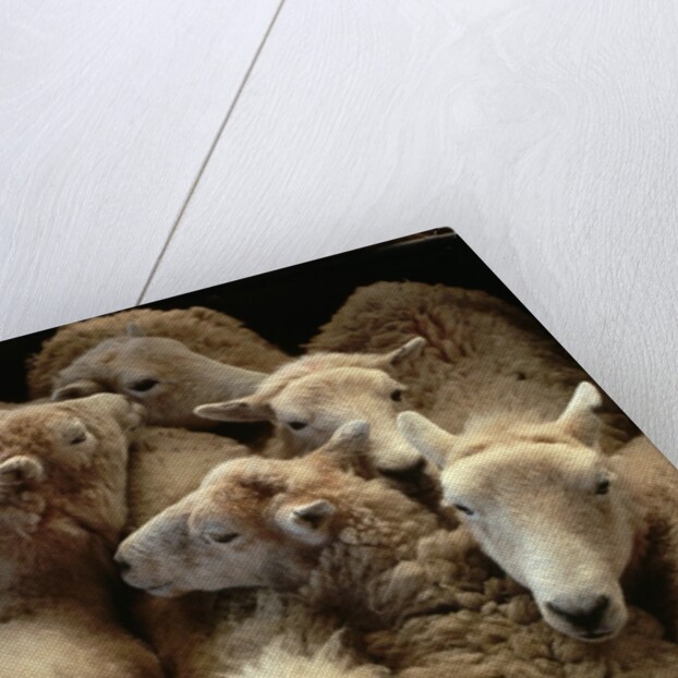 Sheep for Sale at the Welshpool Sheep Auction by Anonymous