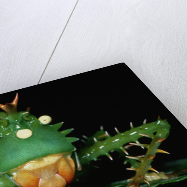 Copiphora in Amazon Rainforest by Anonymous