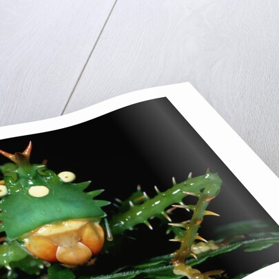 Copiphora in Amazon Rainforest by Anonymous