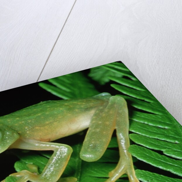 Glass Frog by Anonymous