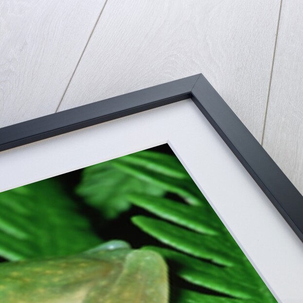 Glass Frog by Anonymous