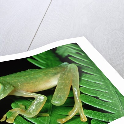 Glass Frog by Anonymous