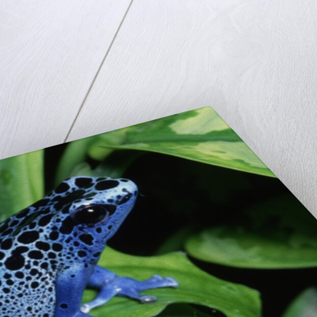 Blue-Poisondart Frog by Anonymous