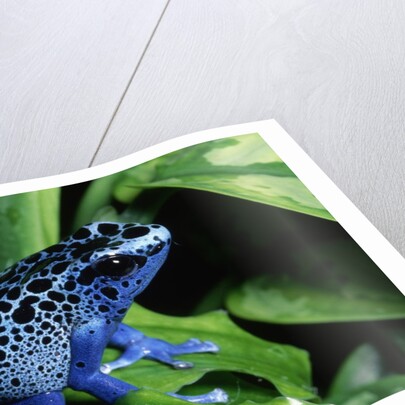 Blue-Poisondart Frog by Anonymous