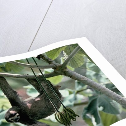 Female Brown-Throated Three-Toed Tree Sloth by Anonymous