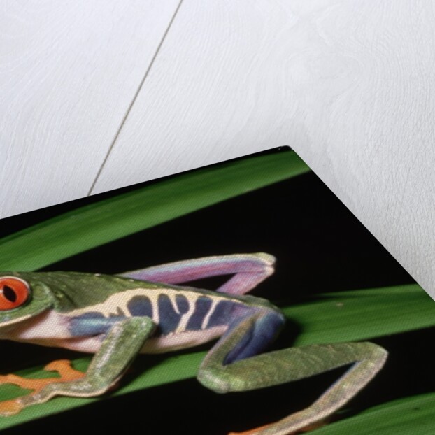 Red-Eyed Leaf Frog by Anonymous