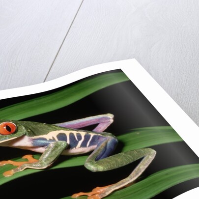 Red-Eyed Leaf Frog by Anonymous