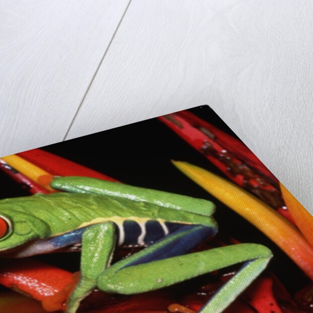 Red-Eyed Leaf Frog by Anonymous