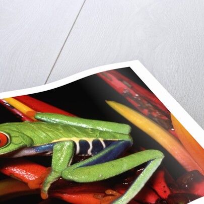 Red-Eyed Leaf Frog by Anonymous