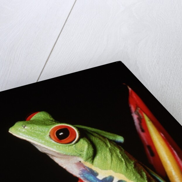 Red-Eyed Leaf Frog by Anonymous