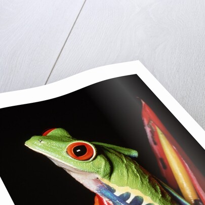 Red-Eyed Leaf Frog by Anonymous