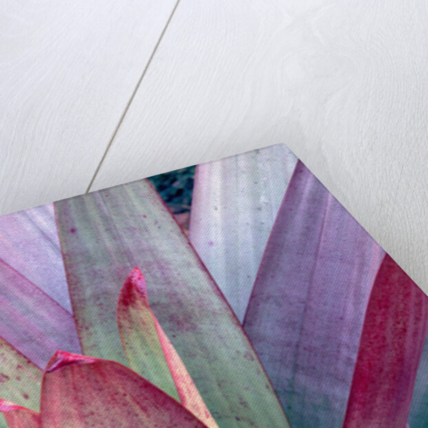 Tropical Bromeliad Leaves by Anonymous