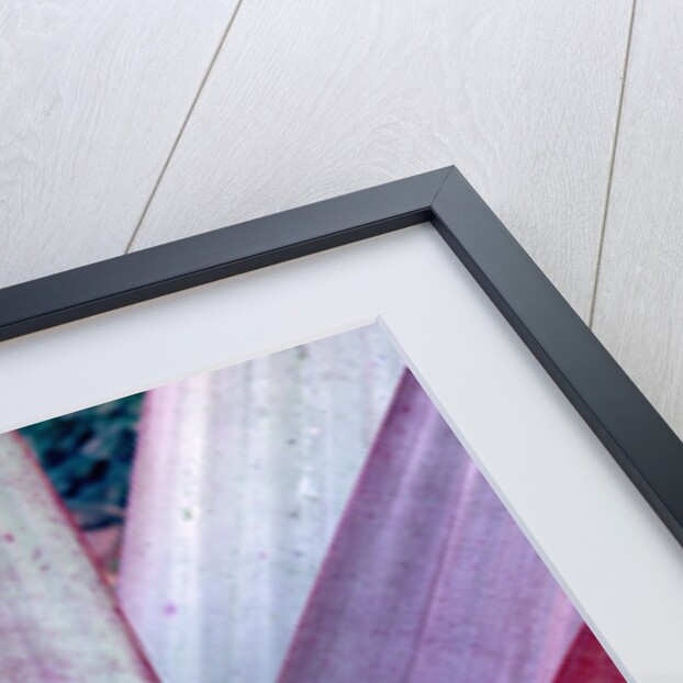 Tropical Bromeliad Leaves by Anonymous