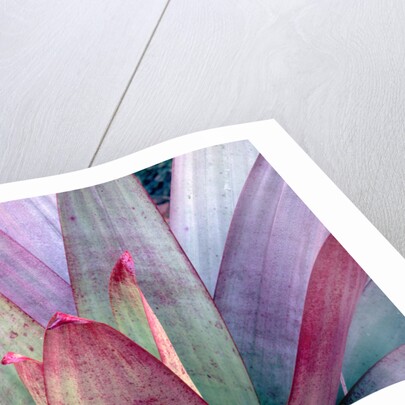 Tropical Bromeliad Leaves by Anonymous