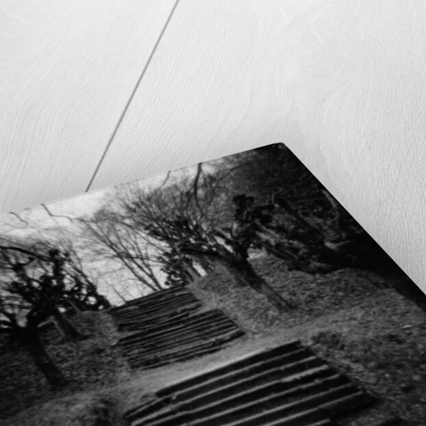 Run-Down Stairway Among Leafless Cherry Trees by Anonymous