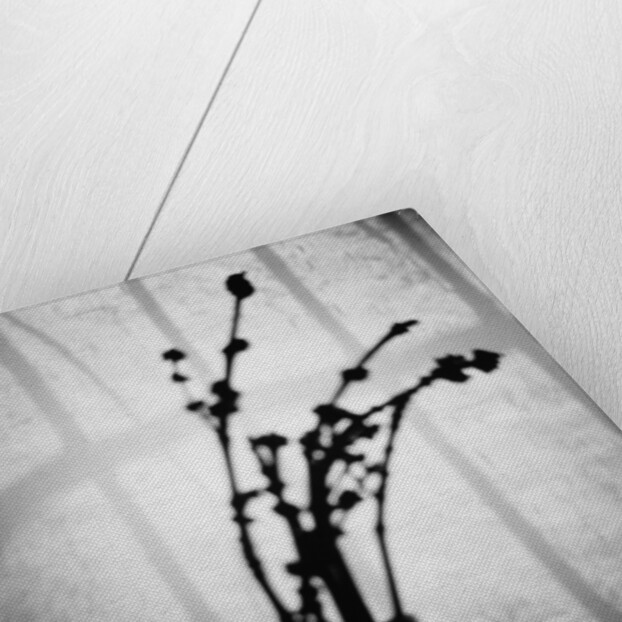 Japanese Shadow by Annette Fournet