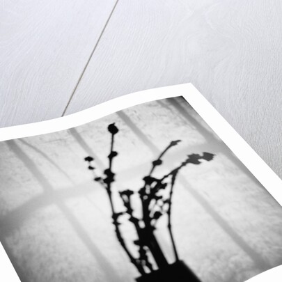 Japanese Shadow by Annette Fournet