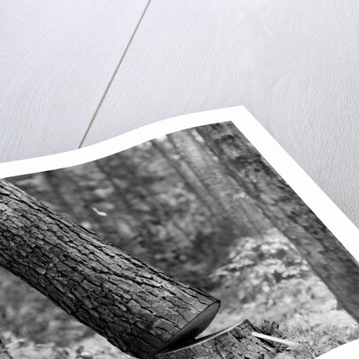 Falling Pine Tree by Anonymous