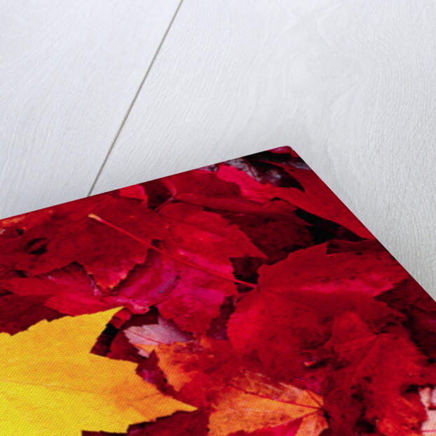 Yellow and Red Maple Leaves by Anonymous