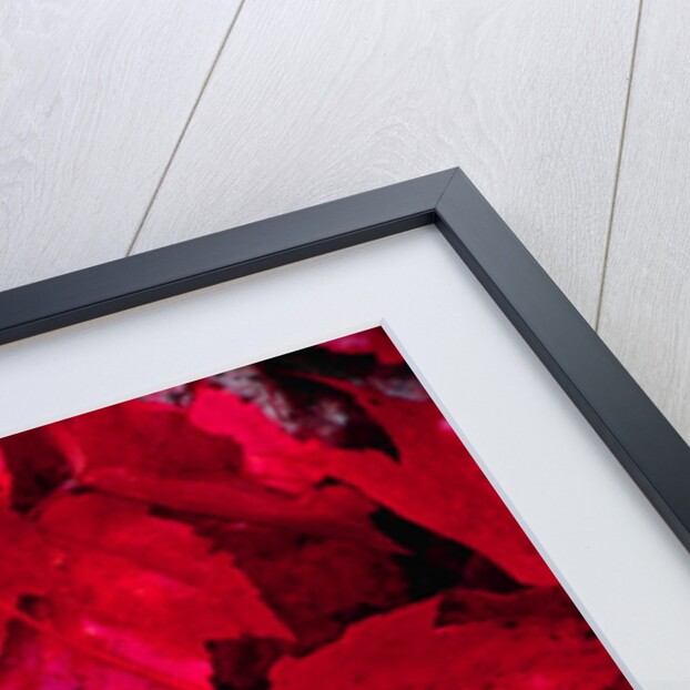 Yellow and Red Maple Leaves by Anonymous