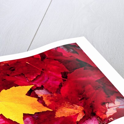 Yellow and Red Maple Leaves by Anonymous