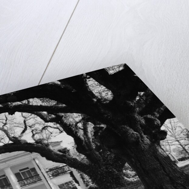 Large Oak Trees at Oak Alley by Anonymous