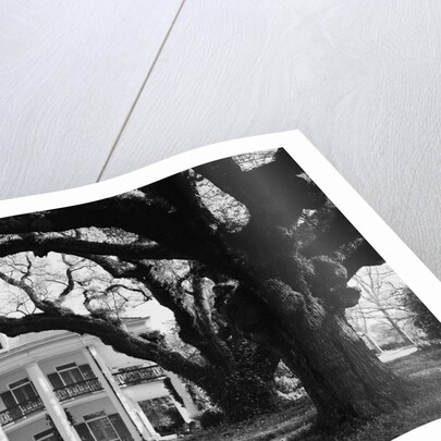 Large Oak Trees at Oak Alley by Anonymous