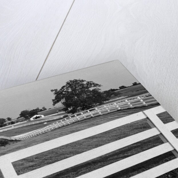 Lexington Horse Farms by Anonymous