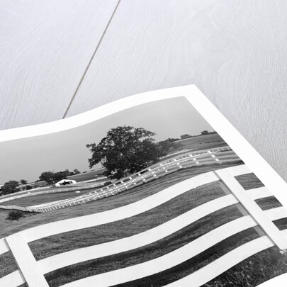 Lexington Horse Farms by Anonymous