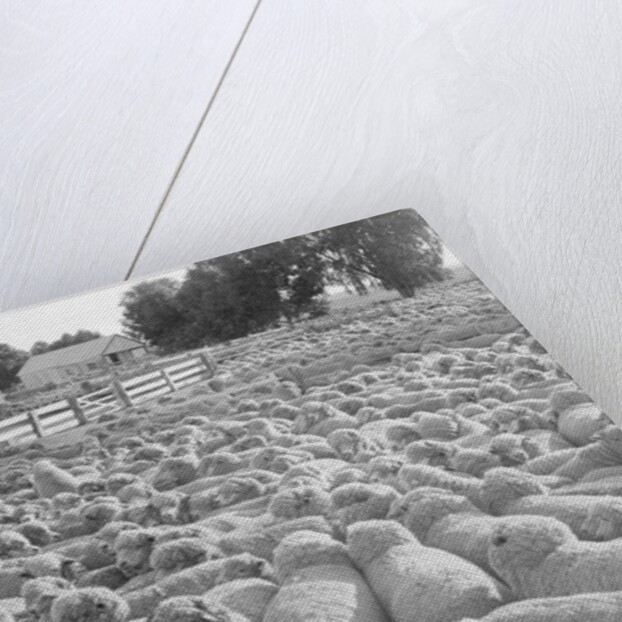 View of a Sheep Ranch in Australia by Anonymous