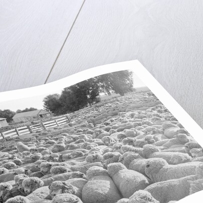 View of a Sheep Ranch in Australia by Anonymous