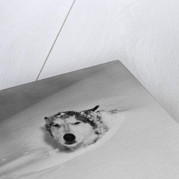 Husky Sleeping in Snowdrift by Anonymous