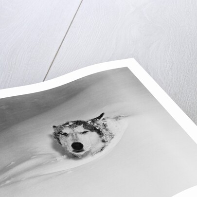 Husky Sleeping in Snowdrift by Anonymous