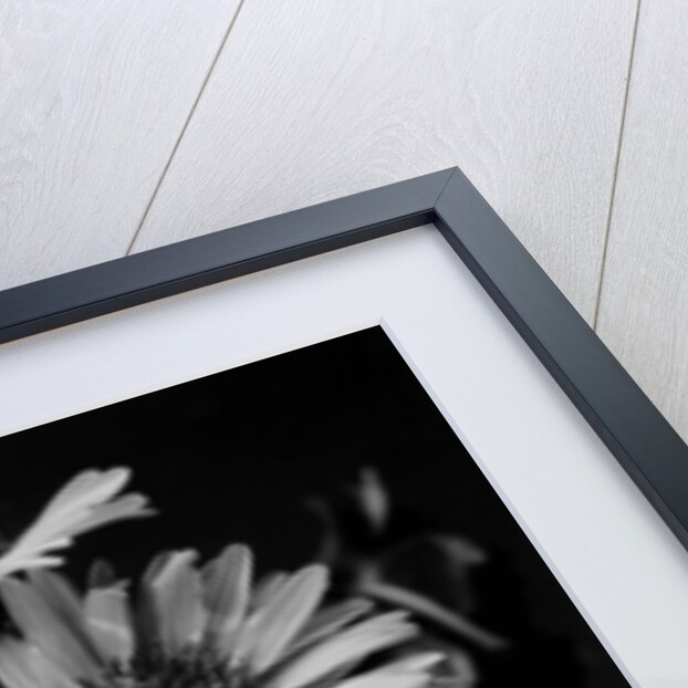 Cluster of Daisies by Anonymous