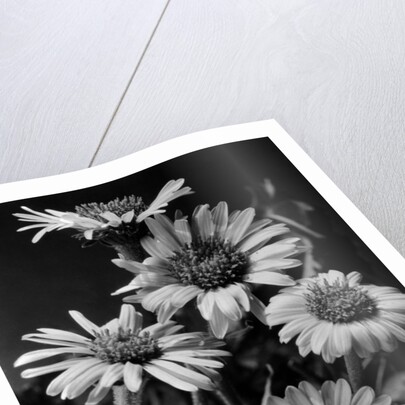 Cluster of Daisies by Anonymous