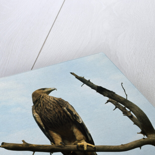 Imperial Eagle Resting on a Branch by Anonymous