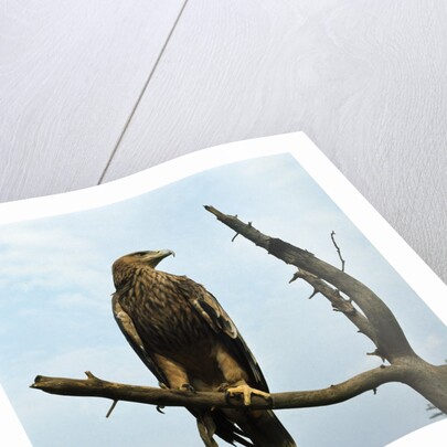Imperial Eagle Resting on a Branch by Anonymous