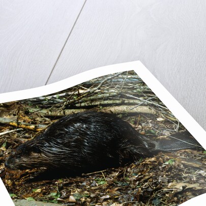 Beaver by Anonymous