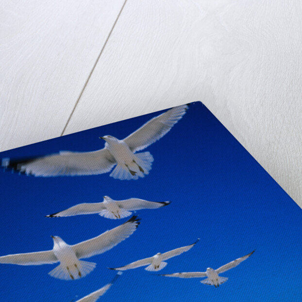 Gulls in Flight by Anonymous