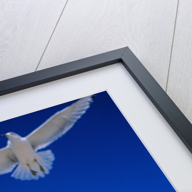 Gulls in Flight by Anonymous