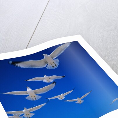 Gulls in Flight by Anonymous