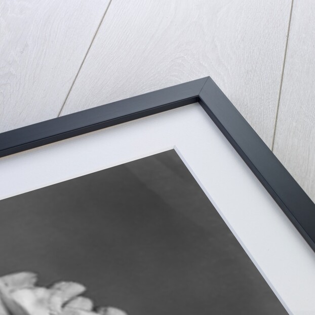 Close View of Sweet Peas by Anonymous