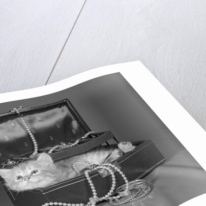 View of Kitten in Jewel Box by Anonymous